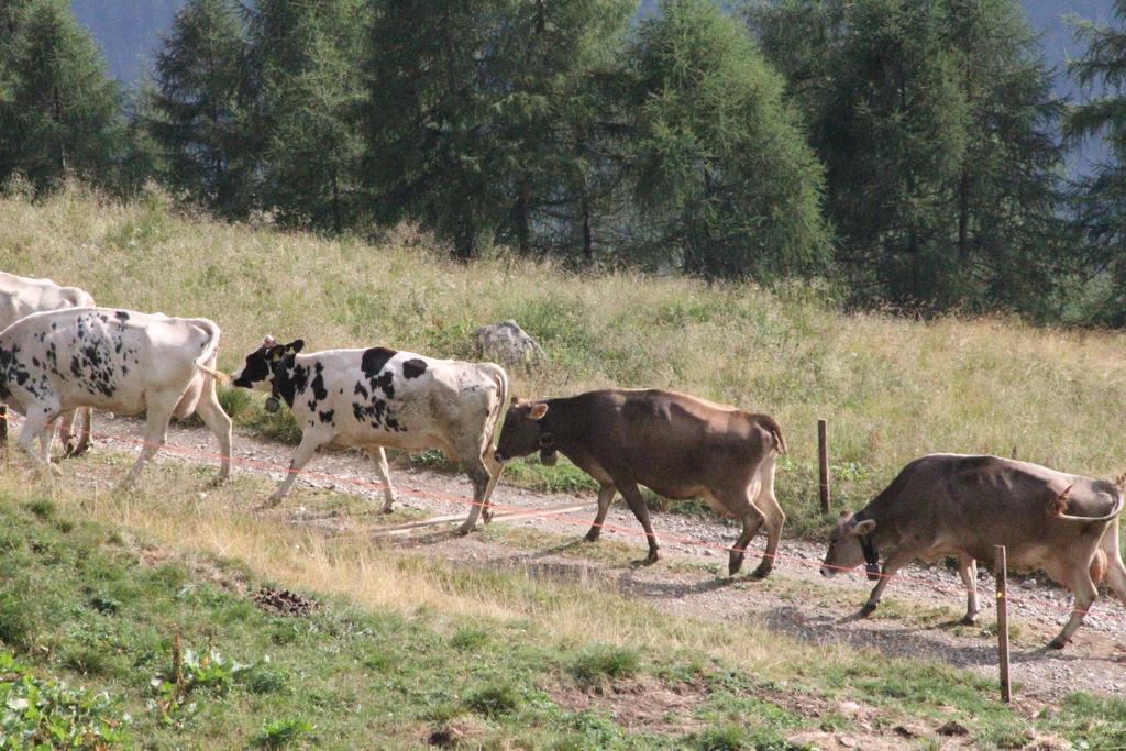 페이오 Nestalp Malga Campo 빌라 외부 사진